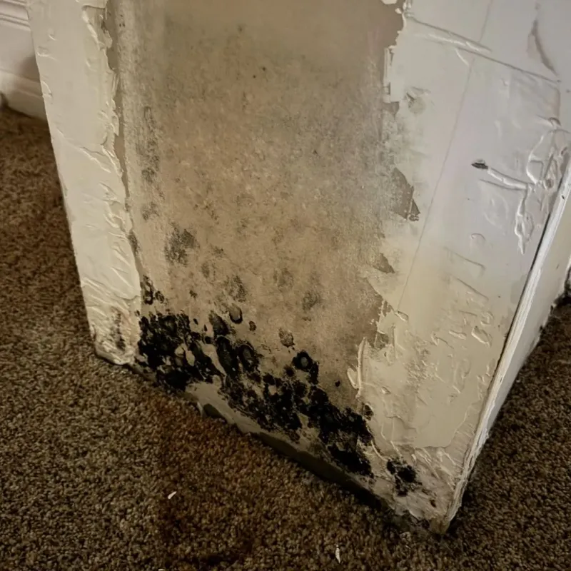 Professional Mold Removal in Tuscumbia, AL